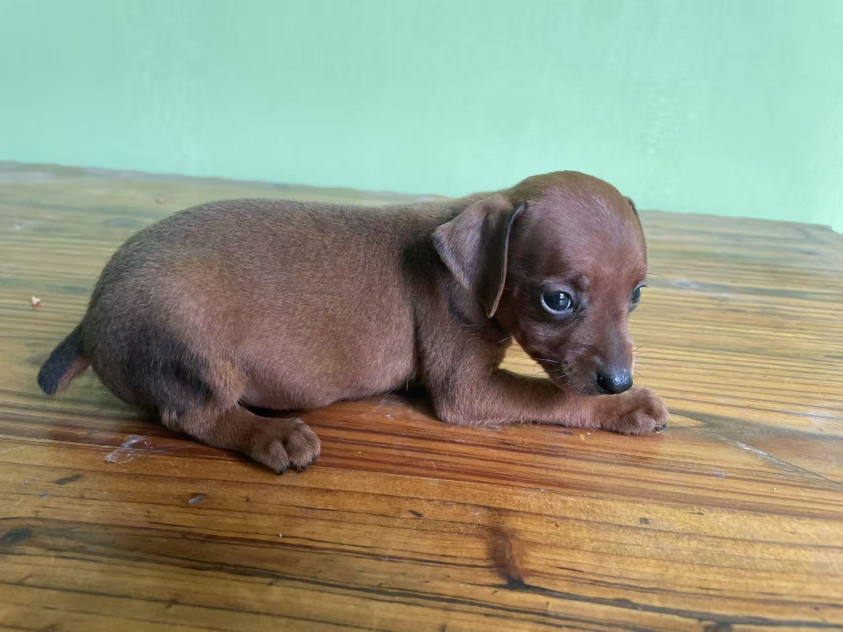 枣红色小鹿犬，长不大 性格活泼好动。